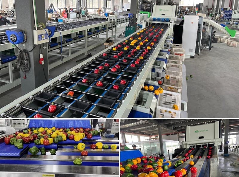 images/1689837394959bell pepper optical sorter.jpg